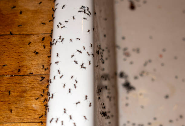 Best Spider Control Near Me  in Level Park Oak Park, MI